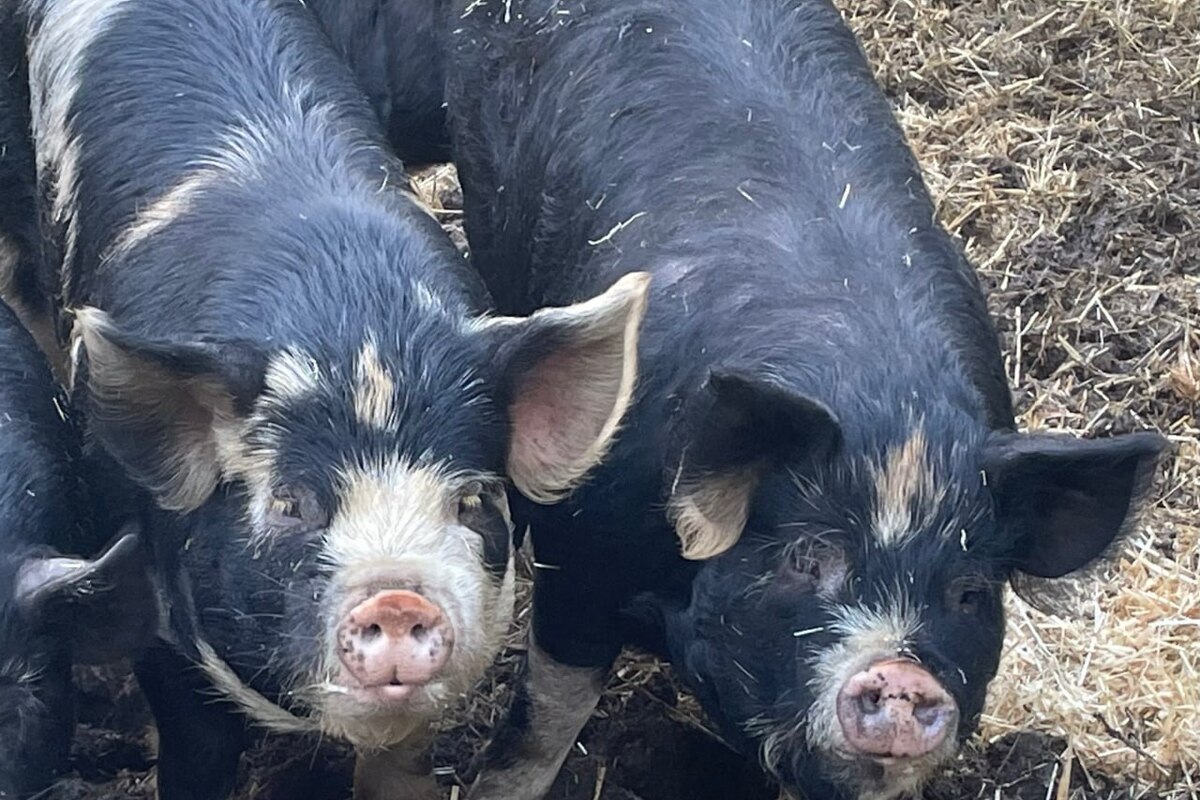 Two Idaho Pasture Pigs at Three Hearts Farm