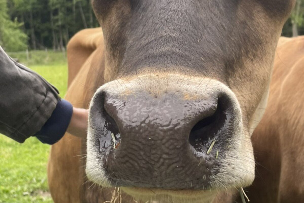 Jersey cow at Three Hearts Farm grazing in green pasture