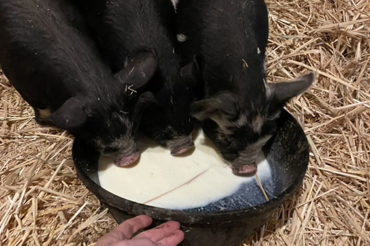 Piglets drinking from a bowl on straw at Three Hearts Farm